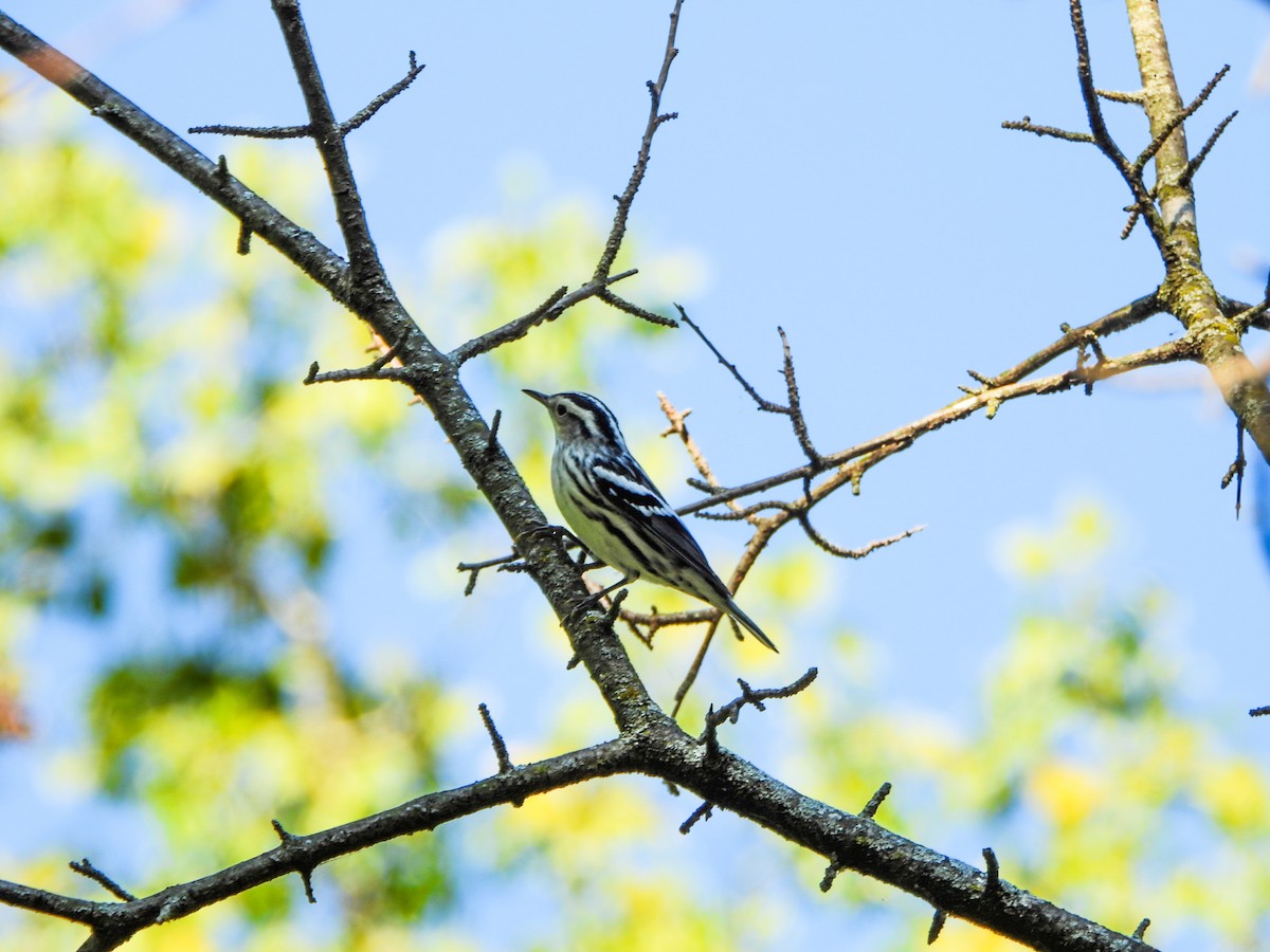 Black-and-white Warbler - ML641726608