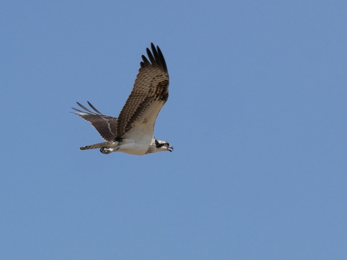 Osprey (American) - ML641726609