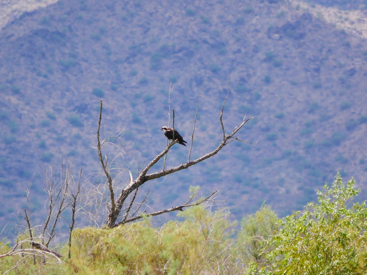 Osprey (American) - ML641726611