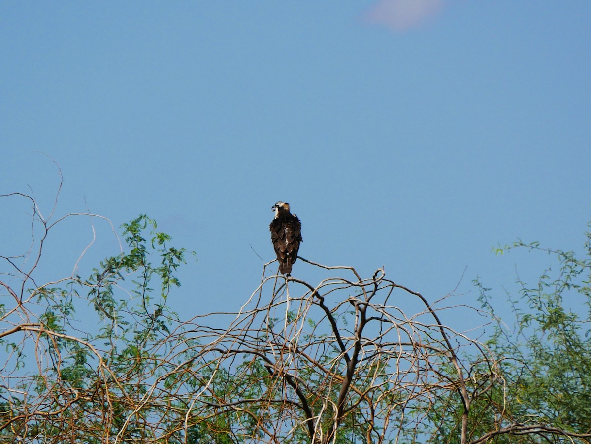 Osprey (American) - ML641726612