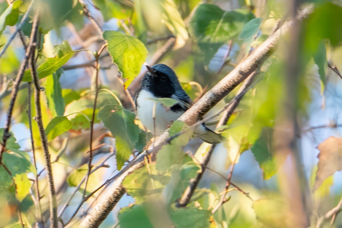 Black-throated Blue Warbler - ML641726620