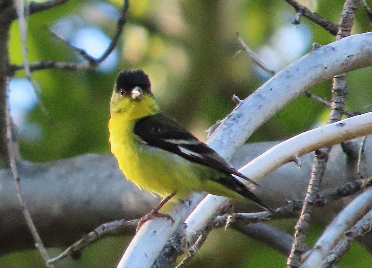 Lesser Goldfinch - ML641726621