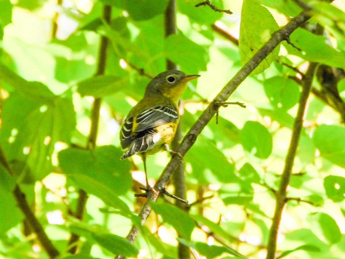Magnolia Warbler - ML641726634