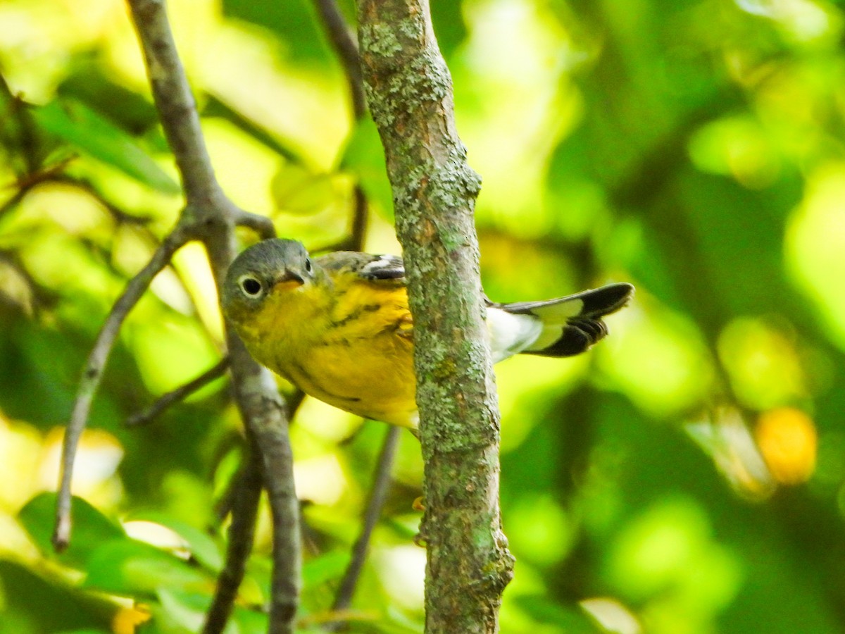 Magnolia Warbler - ML641726636