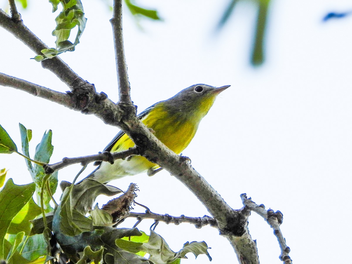 Magnolia Warbler - ML641726637