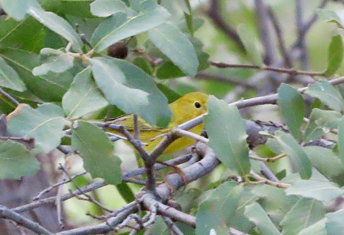 Orange-crowned Warbler - ML641726642