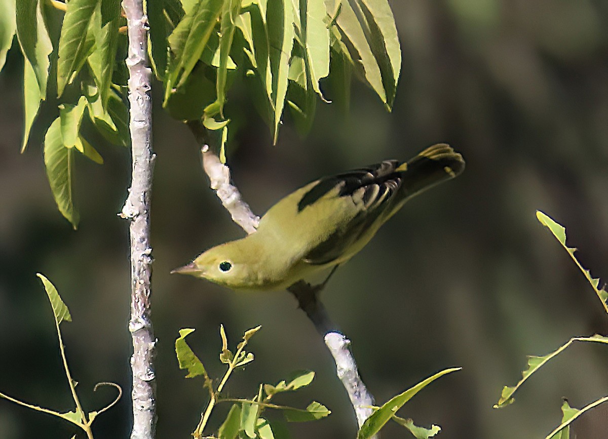 Yellow Warbler - ML641726650