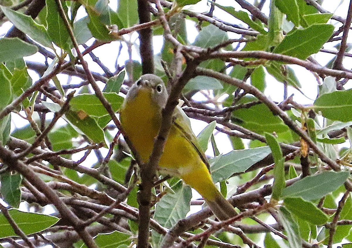 Nashville Warbler - ML641726651