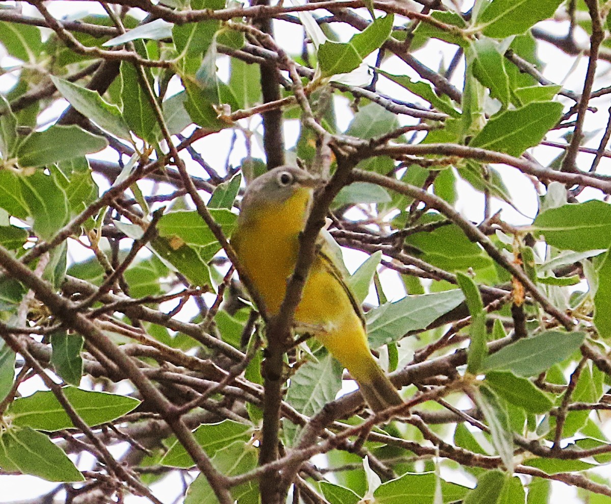 Nashville Warbler - ML641726652