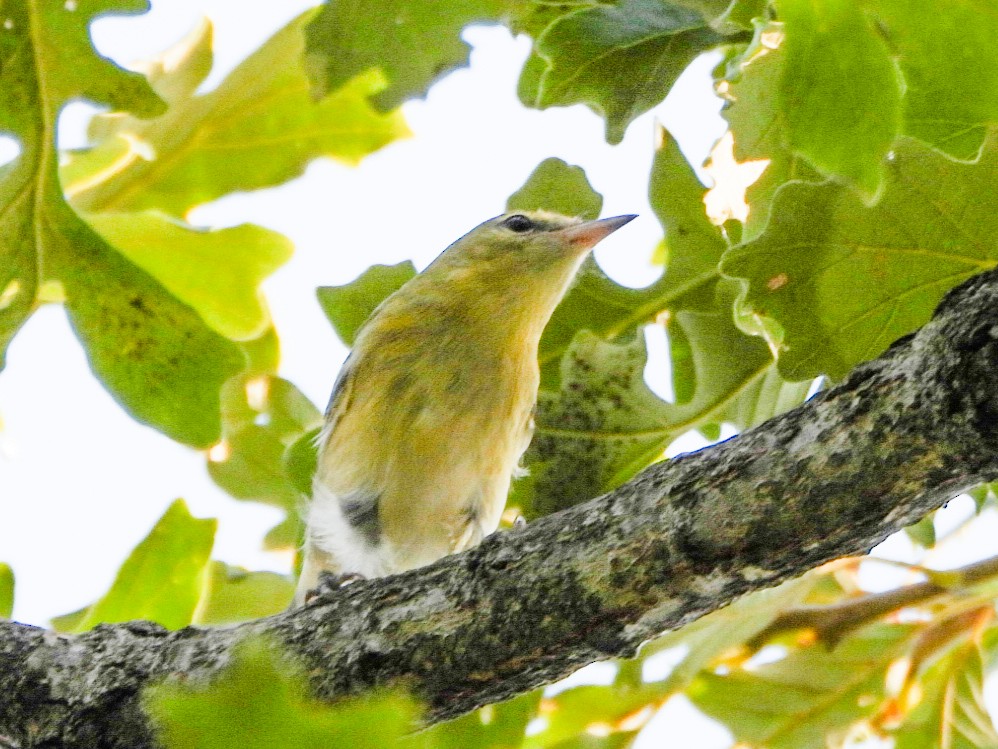 Bay-breasted Warbler - ML641726660