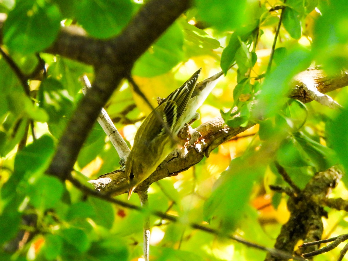 Bay-breasted Warbler - ML641726661