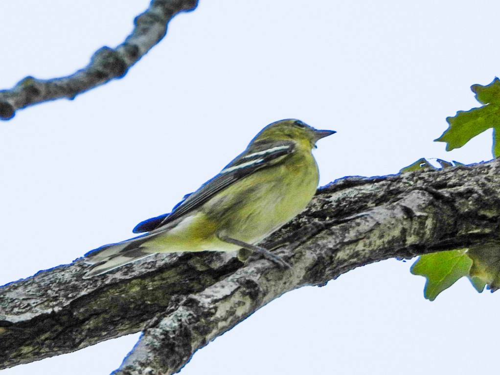Bay-breasted Warbler - ML641726662
