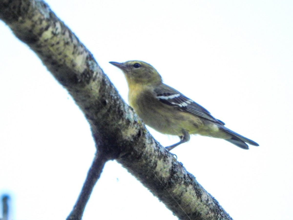 Bay-breasted Warbler - ML641726663
