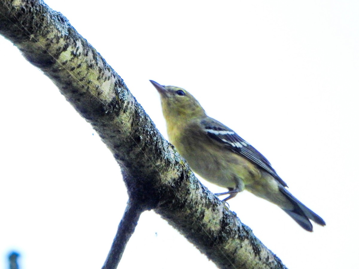 Bay-breasted Warbler - ML641726664