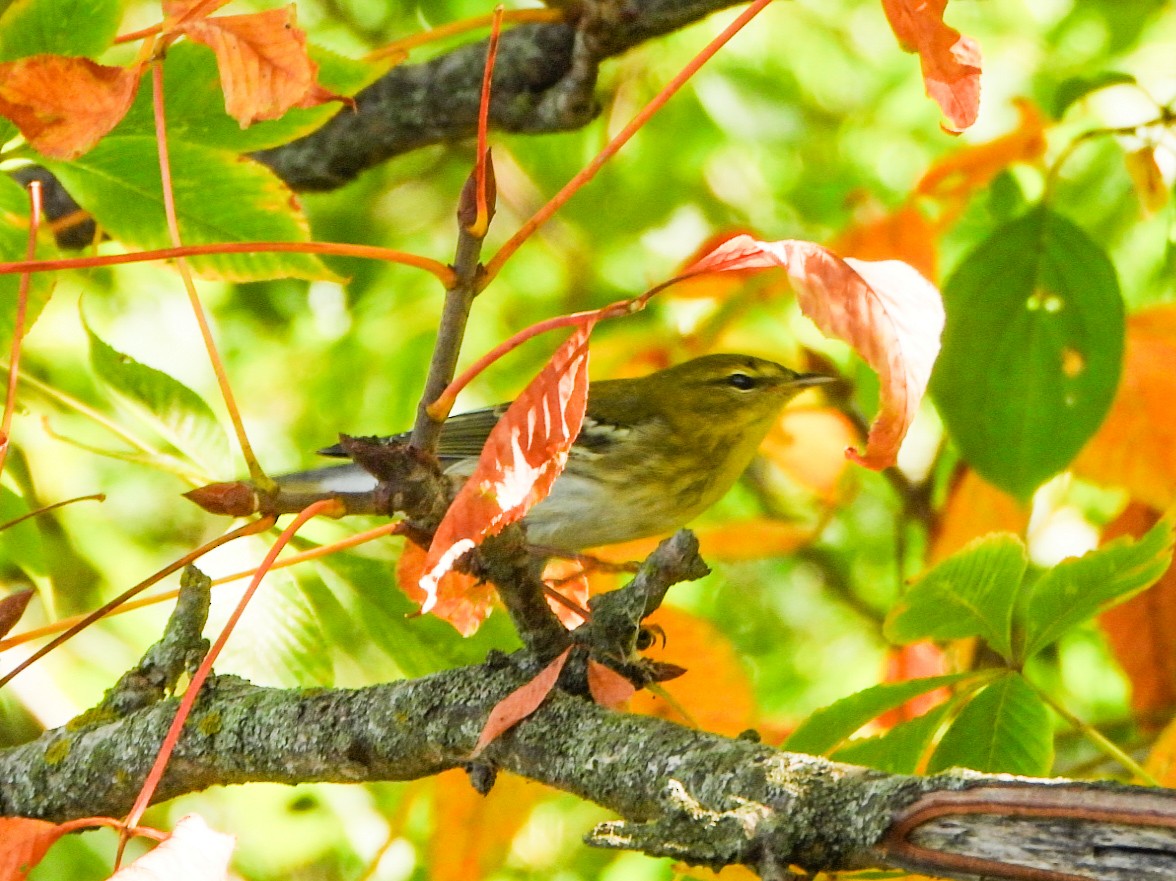 Bay-breasted Warbler - ML641726666