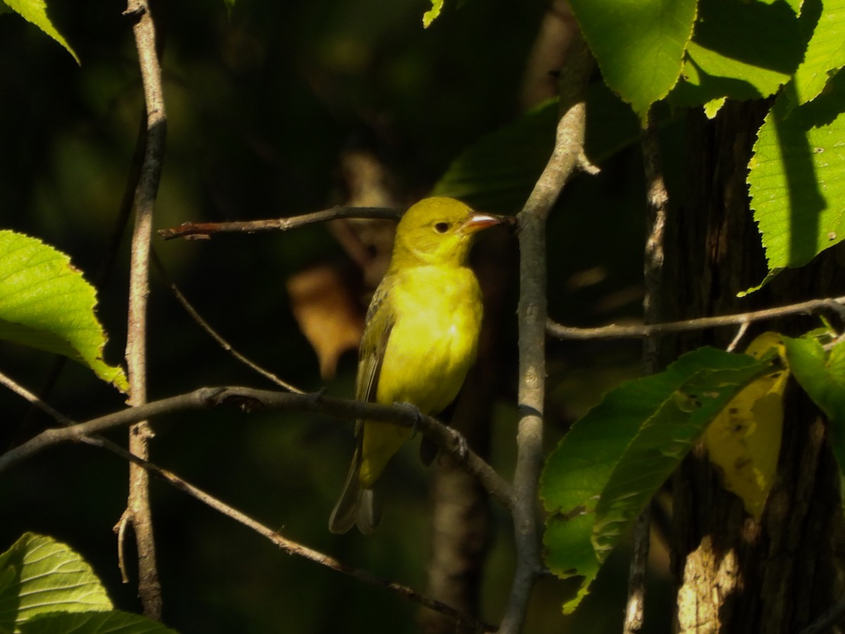 Summer Tanager - ML641726675