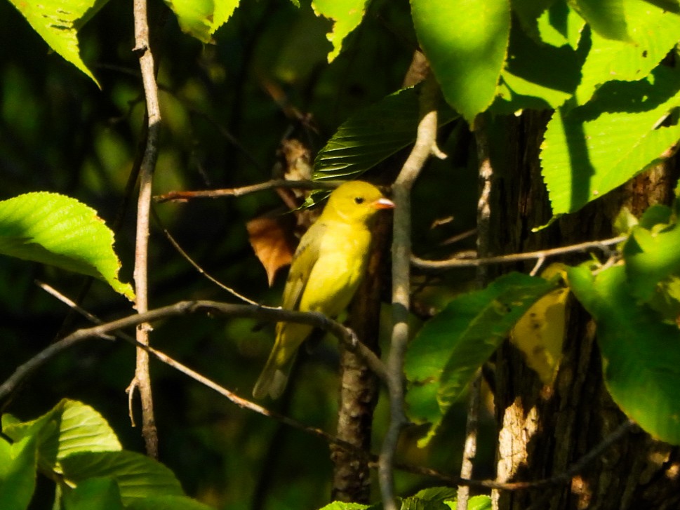 Summer Tanager - ML641726676