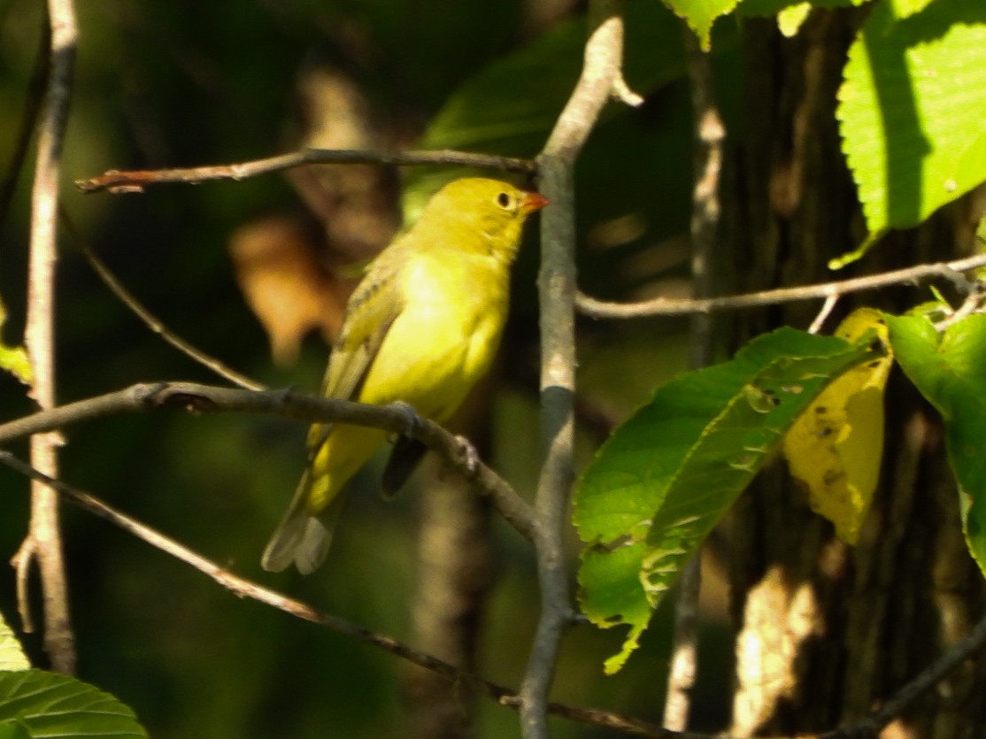 Summer Tanager - ML641726677