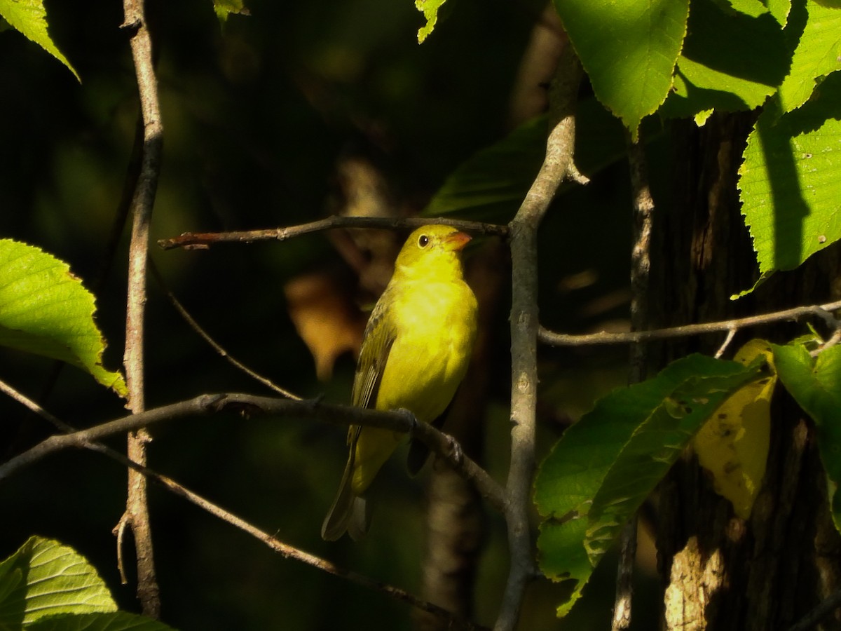 Summer Tanager - ML641726678