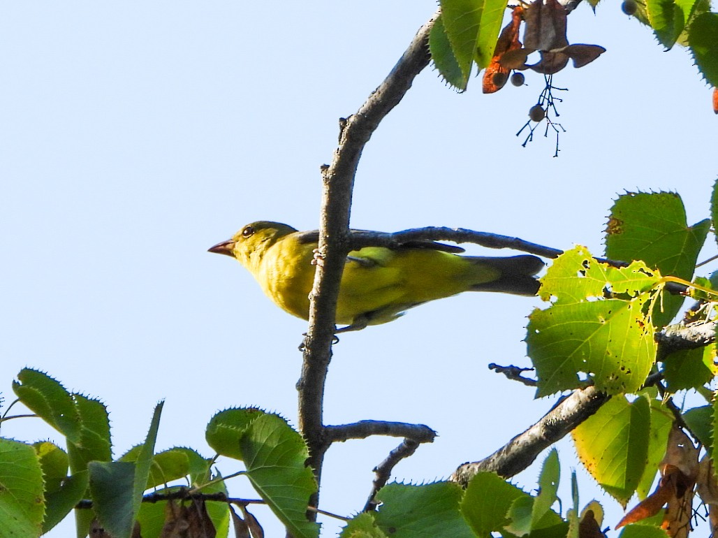 Summer Tanager - ML641726679