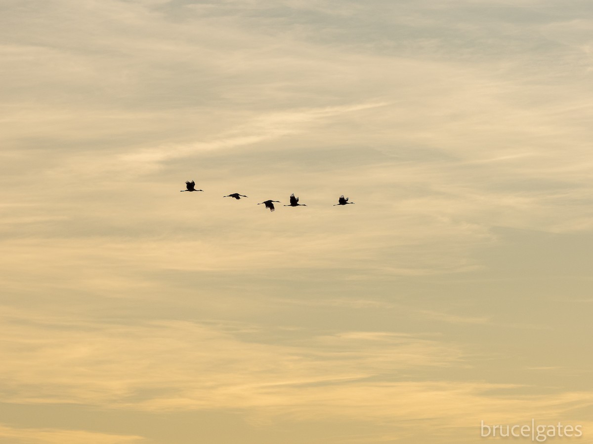 Sandhill Crane - ML641726693