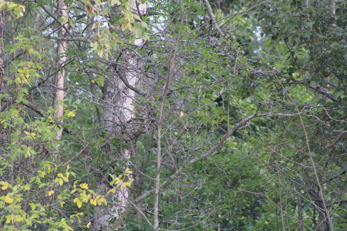 סבכון טנסי - ML641726694