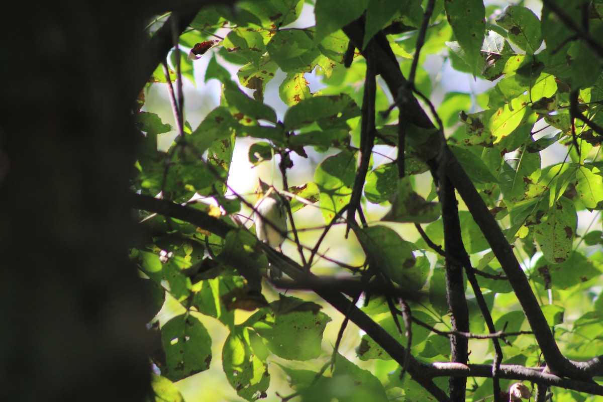 סבכון צהוב-ראש - ML641726704