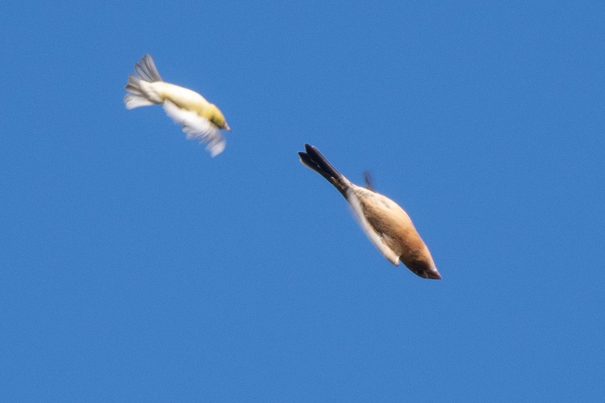 Guiraca bleu - ML641726711