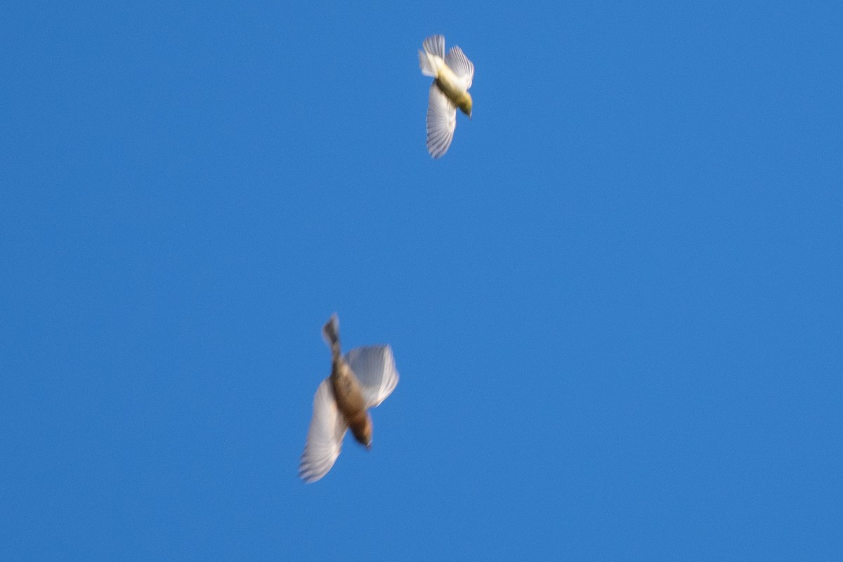 Guiraca bleu - ML641726712