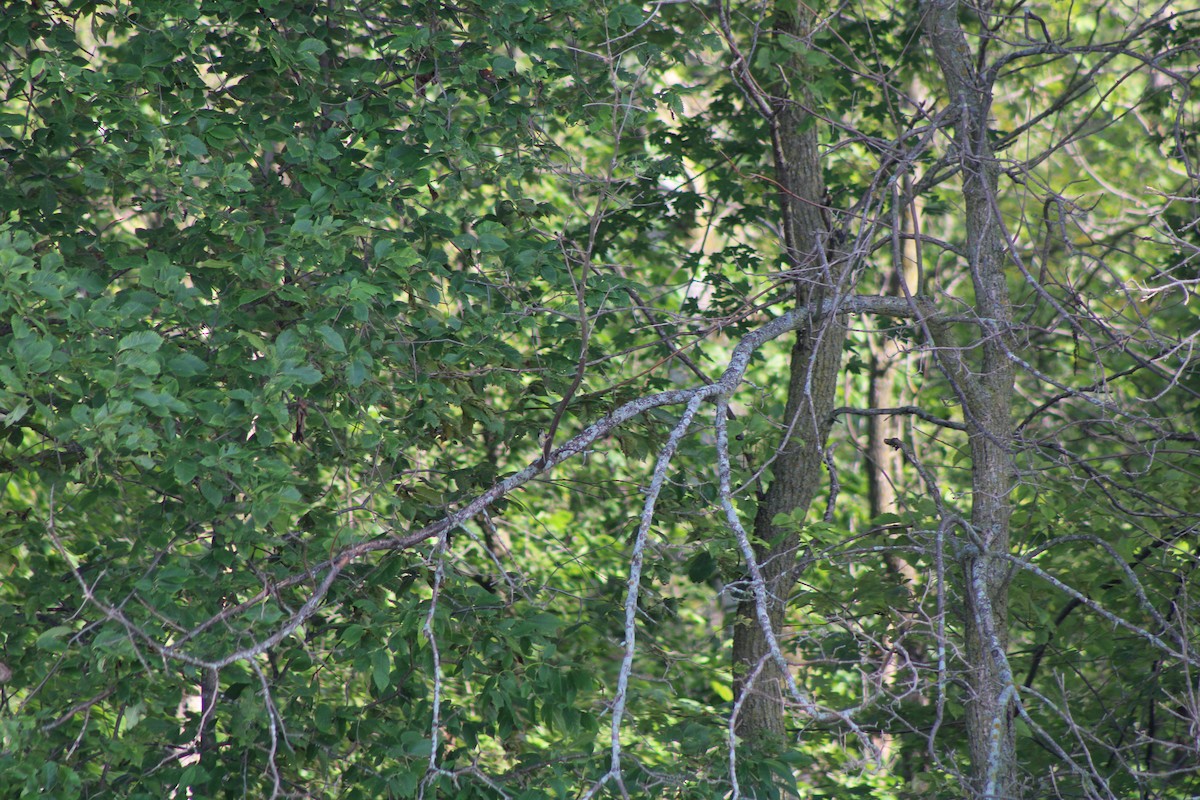 סבכון לבן-זנב - ML641726907