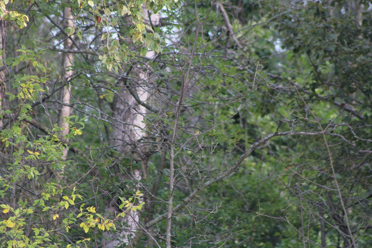 סבכון חום-ראש - ML641726912