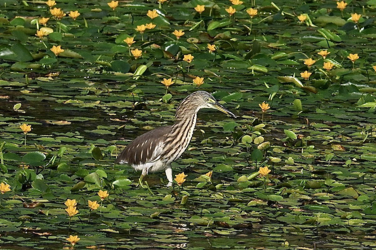 Chinese Pond-Heron - ML641726930