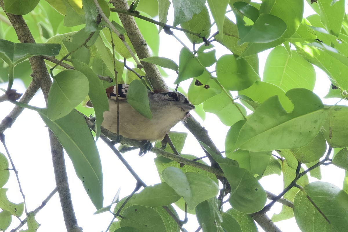 Rusty-winged Antwren - ML641726935
