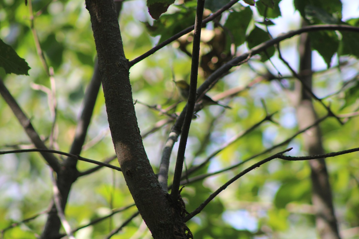 סבכון צהוב-ראש - ML641726942