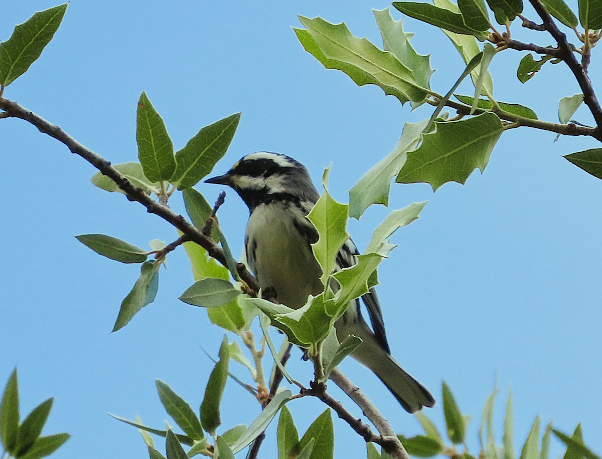 Black-throated Gray Warbler - ML641726952