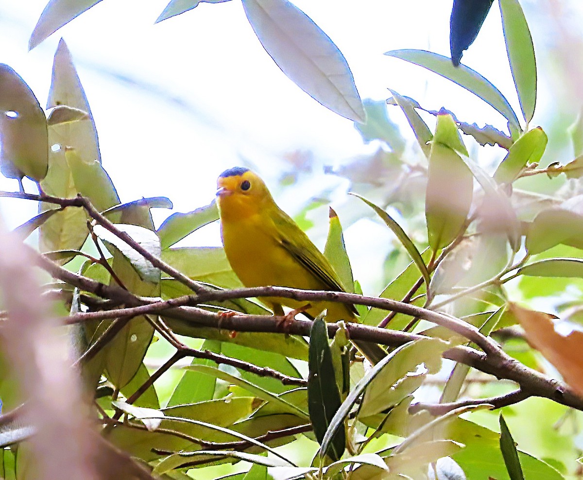 Wilson's Warbler - ML641726953