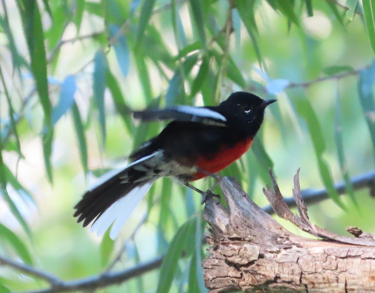 Painted Redstart - ML641726957