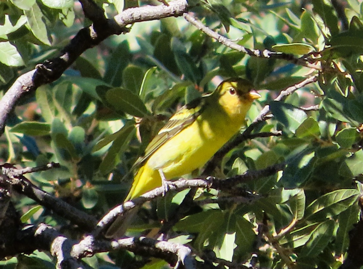Western Tanager - ML641726965