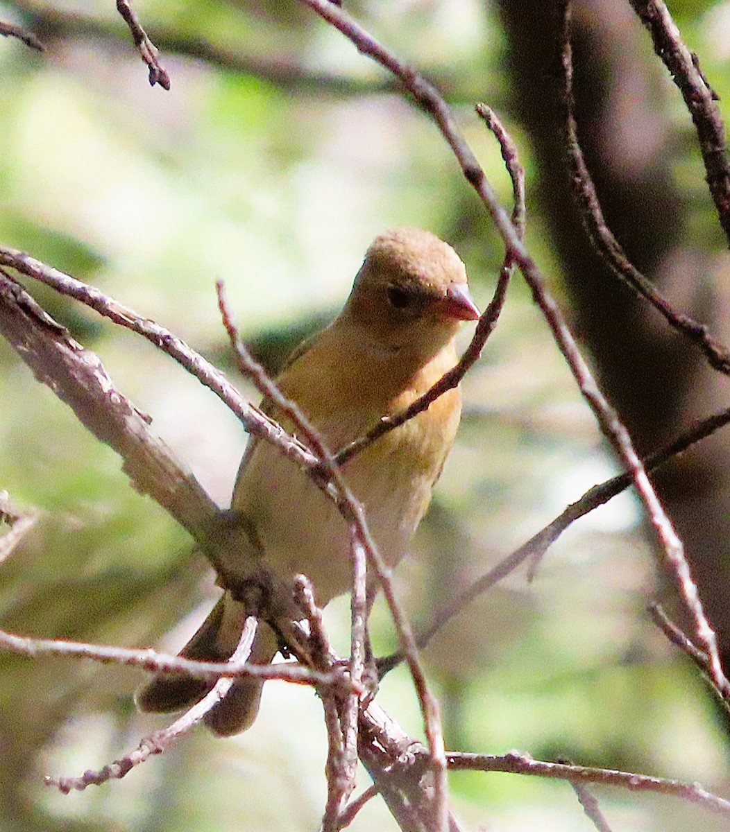 Lazuli Bunting - ML641726976