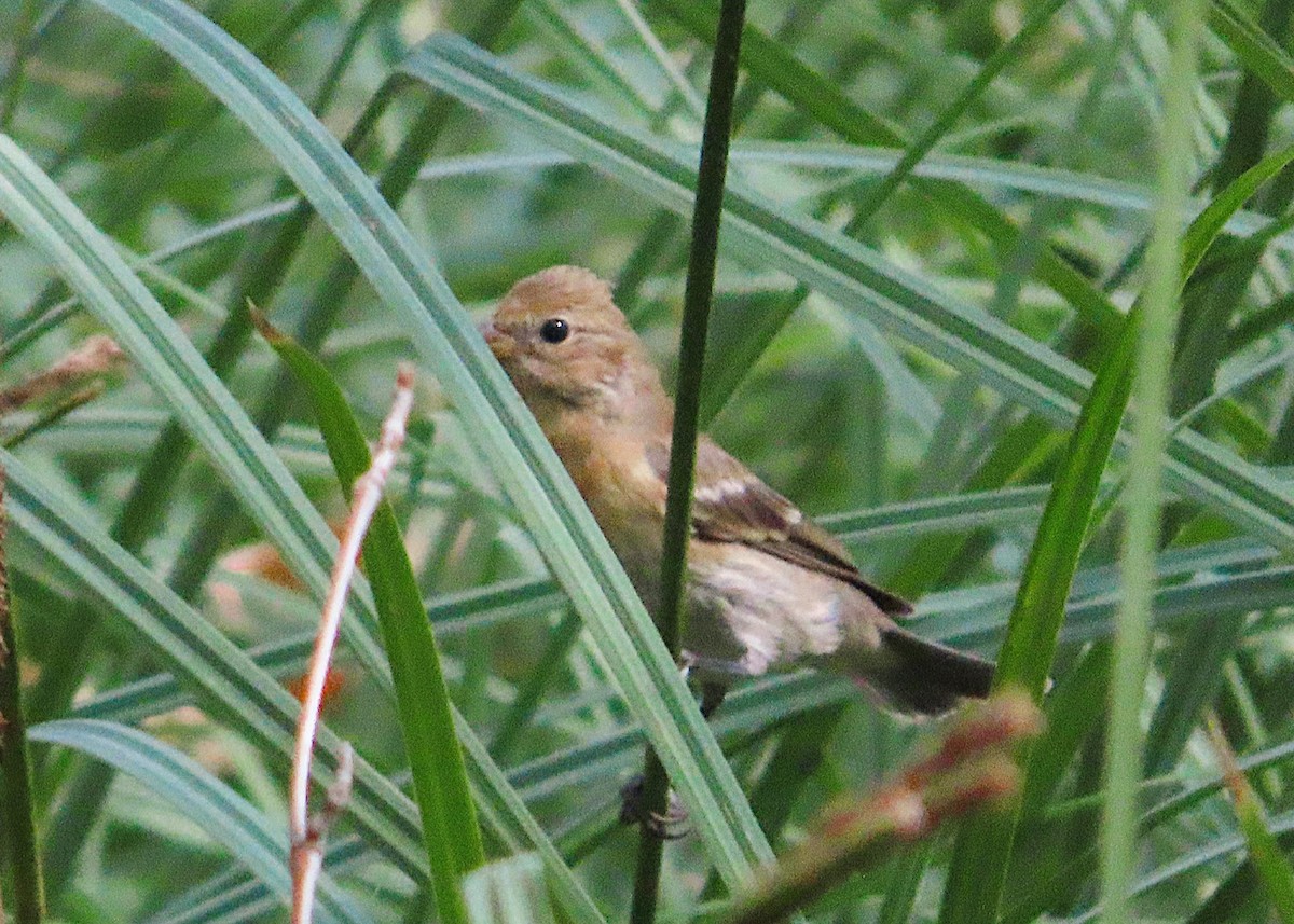 Lazuli Bunting - ML641726977