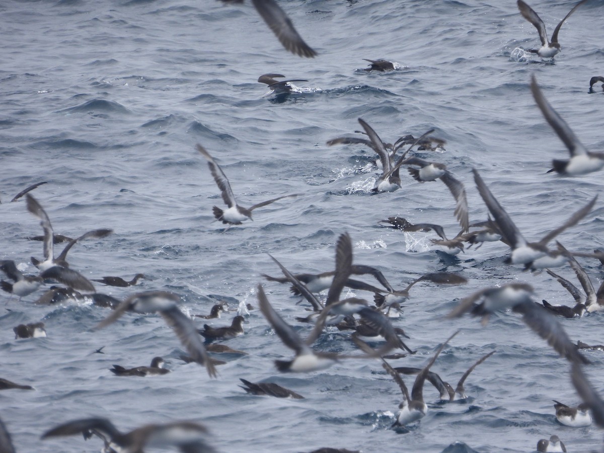 Galapagos Yelkovanı (açık kanatlı) - ML641726979