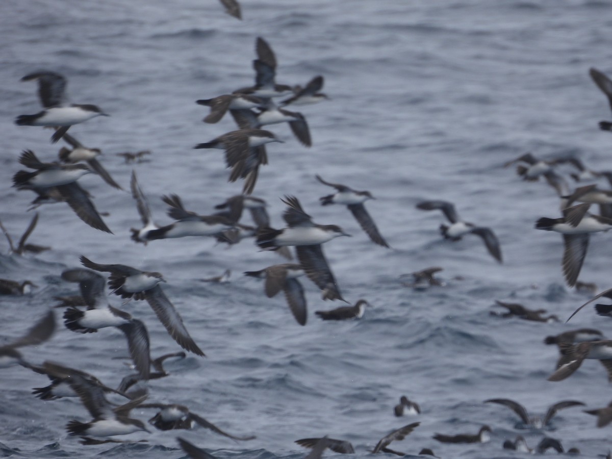Galapagos Yelkovanı (açık kanatlı) - ML641726981