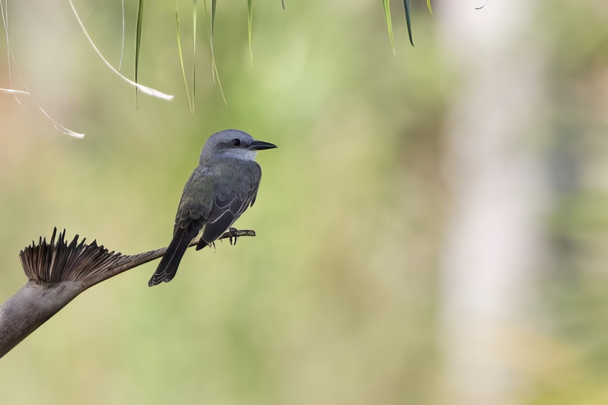 White-throated Kingbird - ML641727005