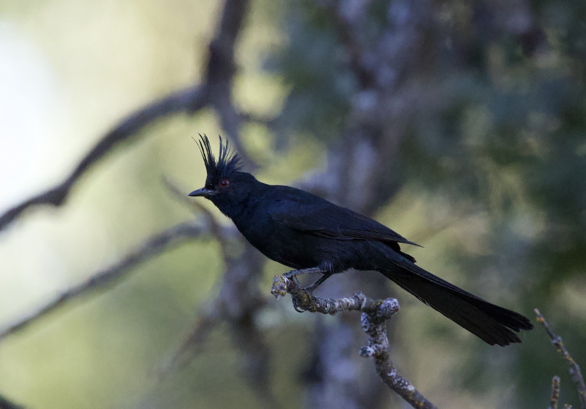 Phainopepla - ML641727006