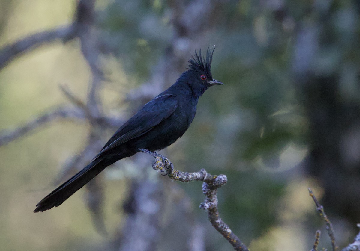 Phainopepla - ML641727007