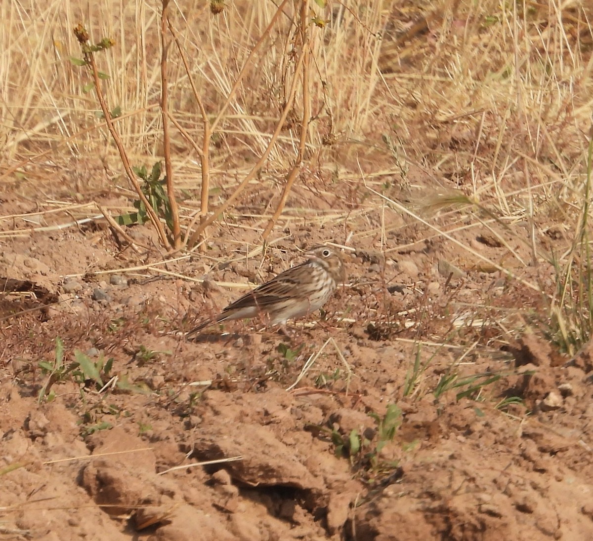 Vesper Sparrow - ML641727045