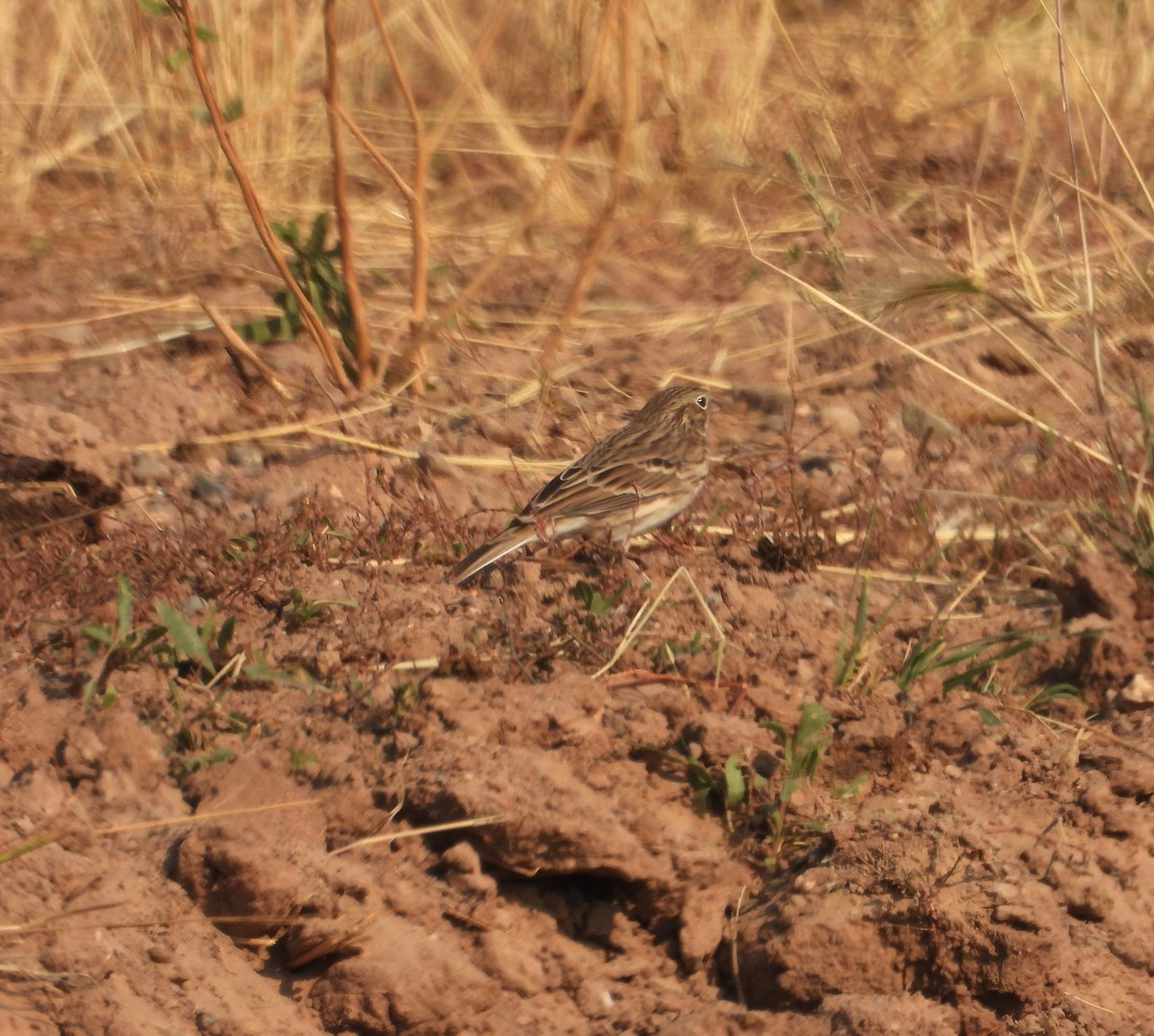 Vesper Sparrow - ML641727054
