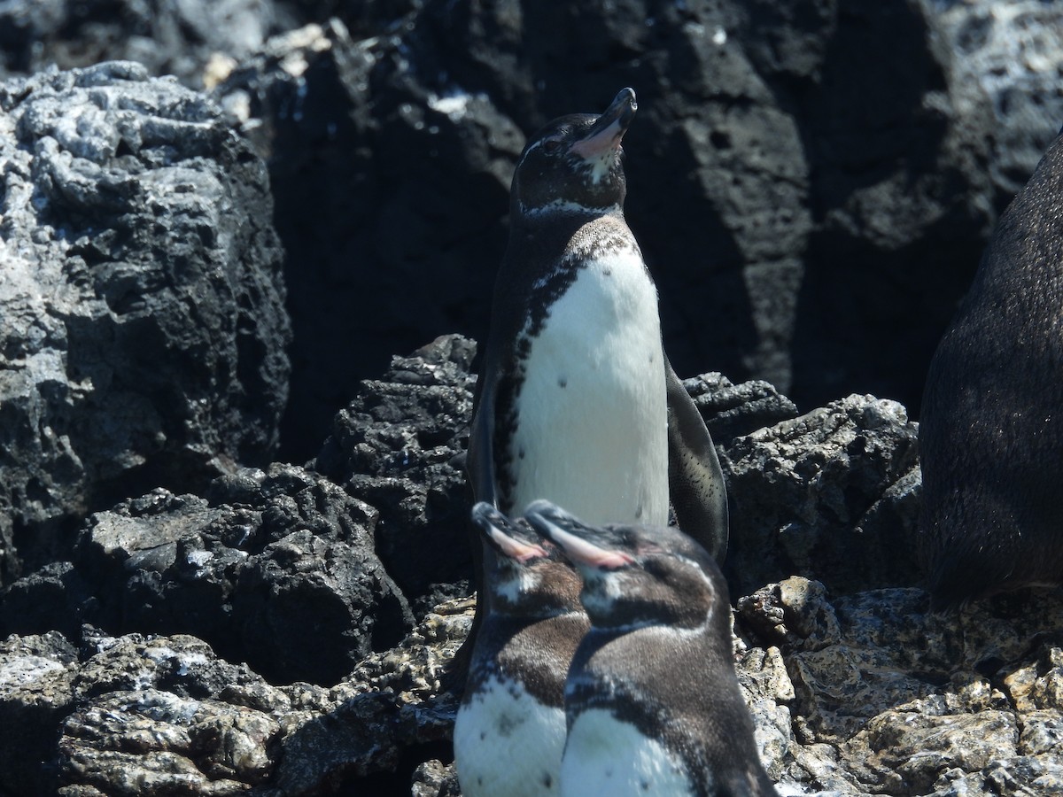 Pingüino de Galápagos - ML641727100