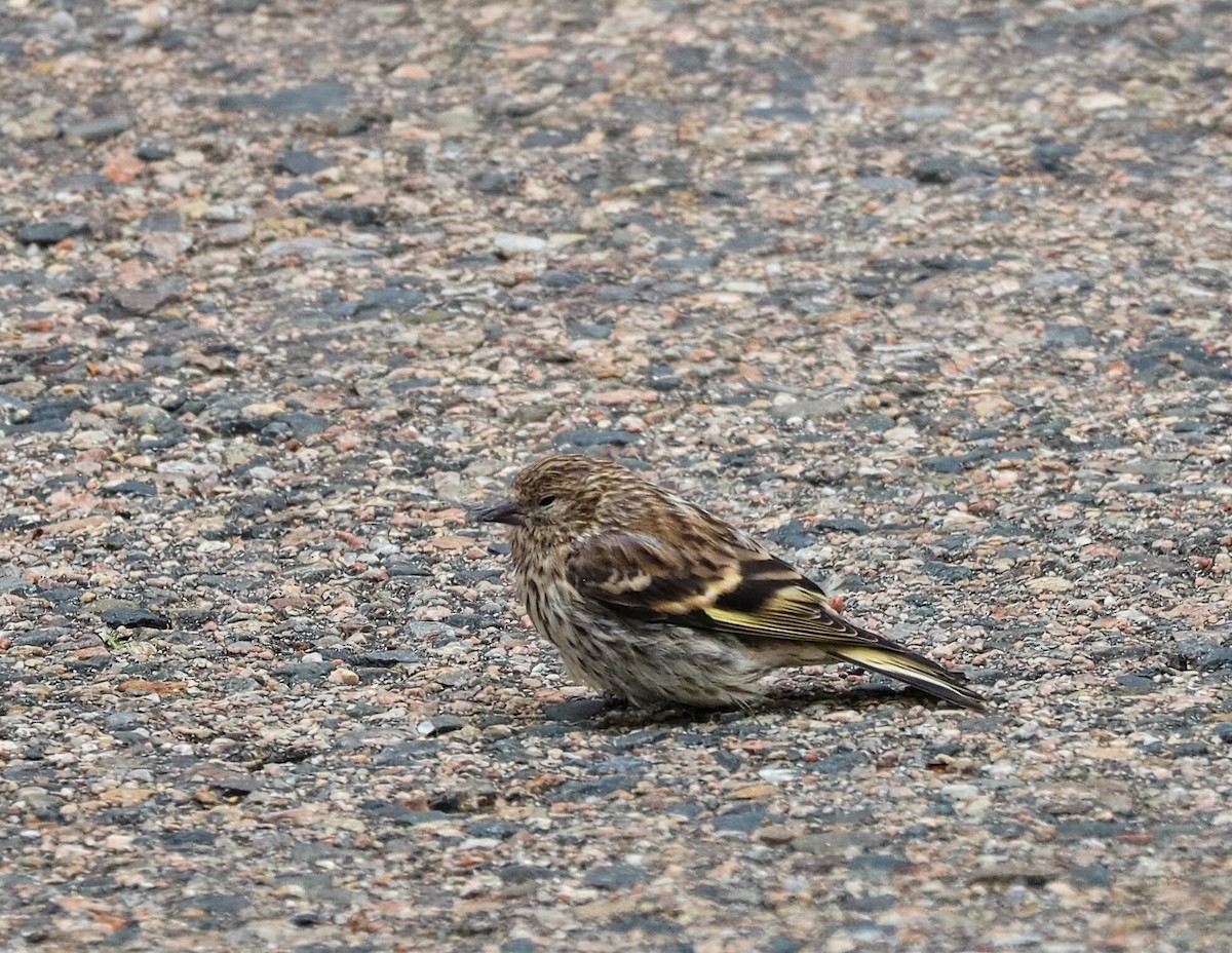 Pine Siskin - ML641727104