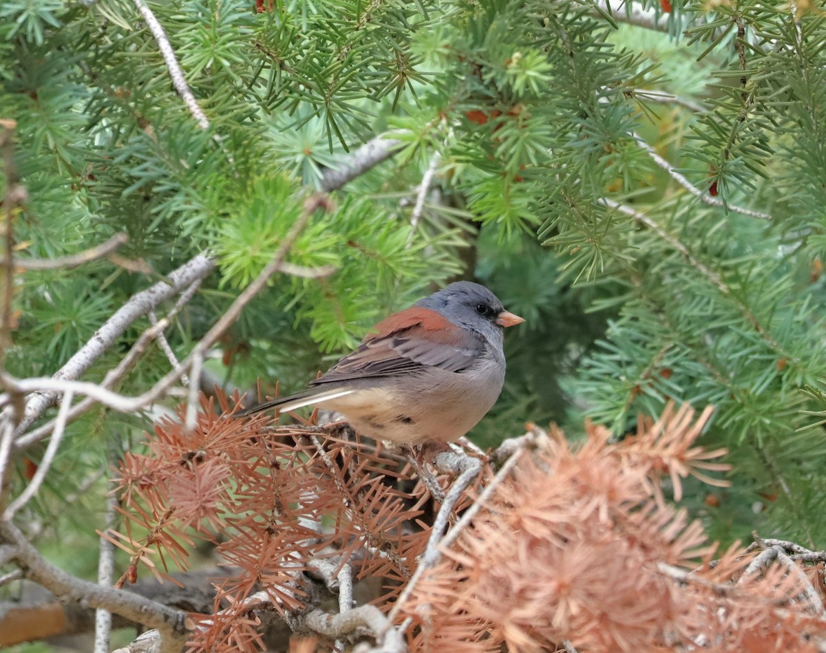 Dark-eyed Junco (Gray-headed) - ML641727144